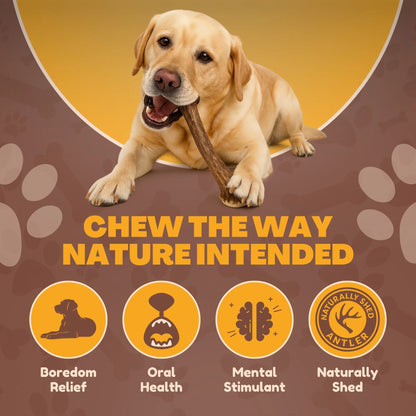 White Tail Naturals Whole Elk Antler Dog Chew - L & XL