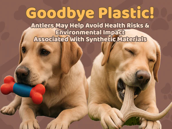 White Tail Naturals Whole Elk Antler Dog Chew - L & XL