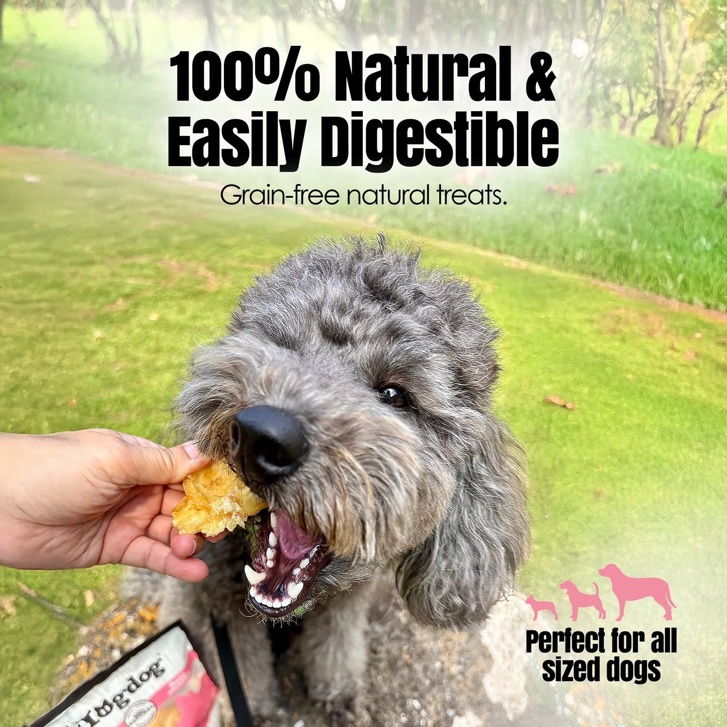 Palz & Co HogDog Pork Snouts 5 Pack