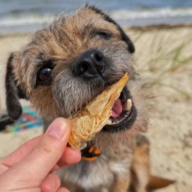 Golden Nibbles Freeze-Dried Large Prawns/Shrimp
