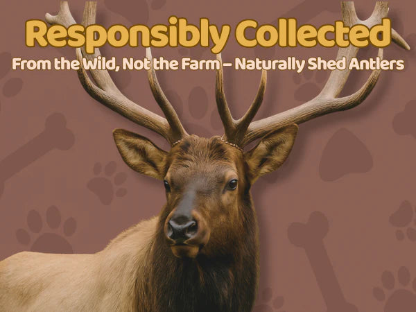 White Tail Naturals Whole Elk Antler Dog Chew - L & XL