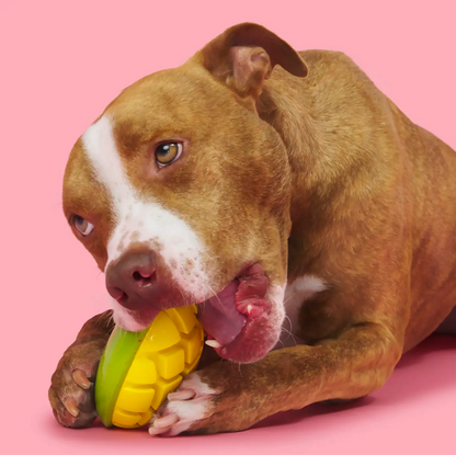 Bark Super Chewer Go Mango Large