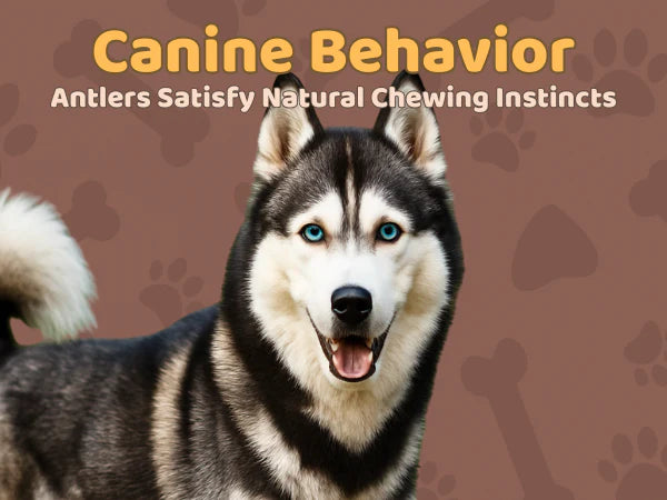 White Tail Naturals Whole Elk Antler Dog Chew - L & XL