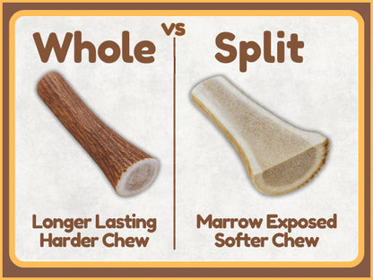 White Tail Naturals Whole Elk Antler Dog Chew - L & XL