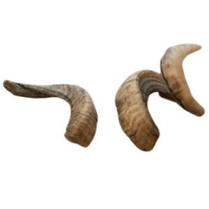 Donegal Natural Pet Medium Sheep Horns